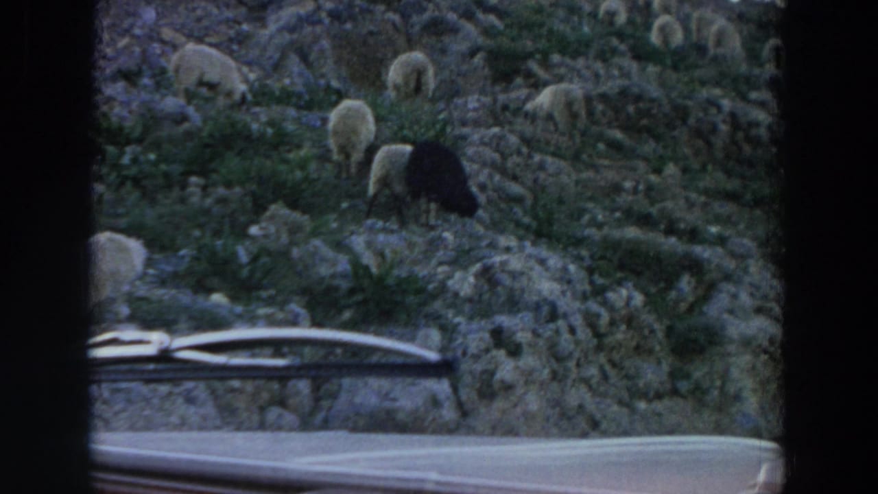 1958 Italy roadside view of sheep grazing on rocky terrain, with a car windshield and wiper visible in the foreground.
