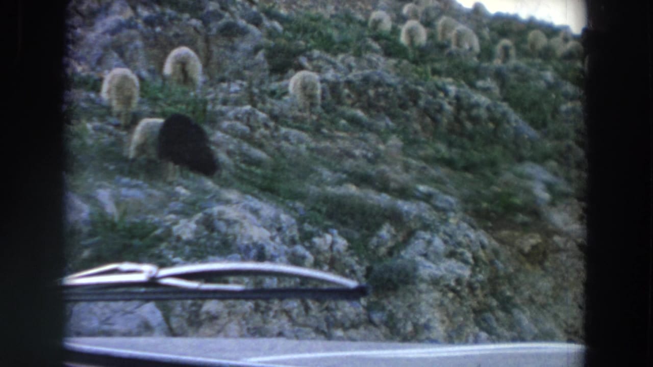 1958 Italy home-movie frame of sheep scattered across a rocky green slope, filmed from a car with the windshield wiper in view.