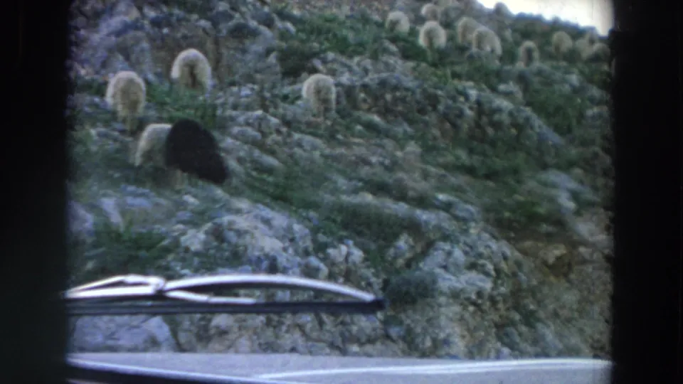 1958 Italy home-movie frame of sheep scattered across a rocky green slope, filmed from a car with the windshield wiper in view.