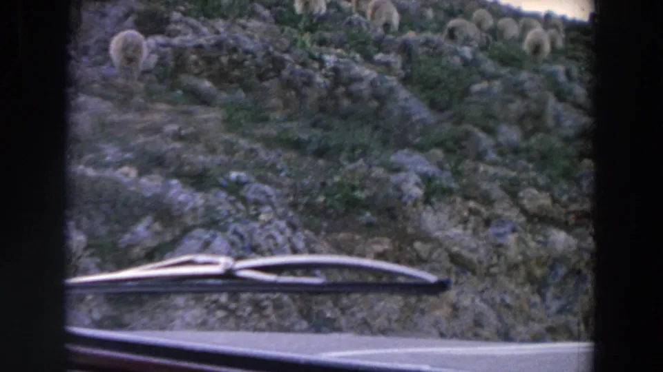 1958 Italy home-movie frame showing sheep on a rocky hillside through a car windshield with a wiper blade in front.