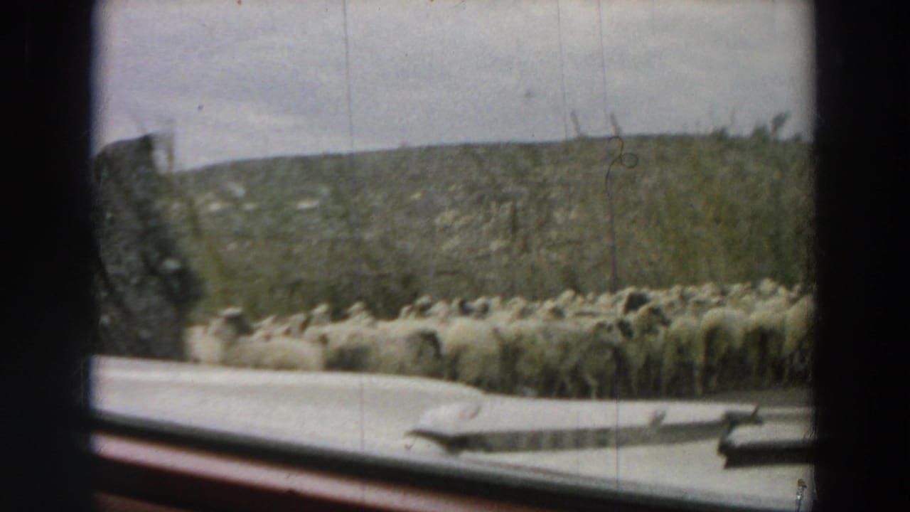 1958 Italy home-movie frame showing a flock of sheep crossing a rural road from inside a stopped or moving car.