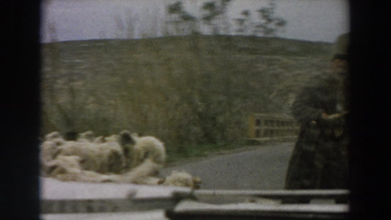 1958 Italy frame with sheep on a rural road and a shepherd at the edge of the shot, viewed through a car window.