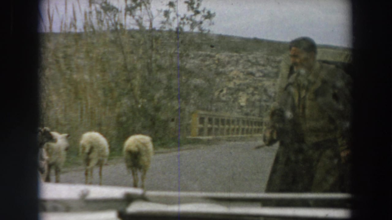 1958 Italy home-movie frame showing a shepherd holding a staff near sheep on a rural road beside low hills and trees.
