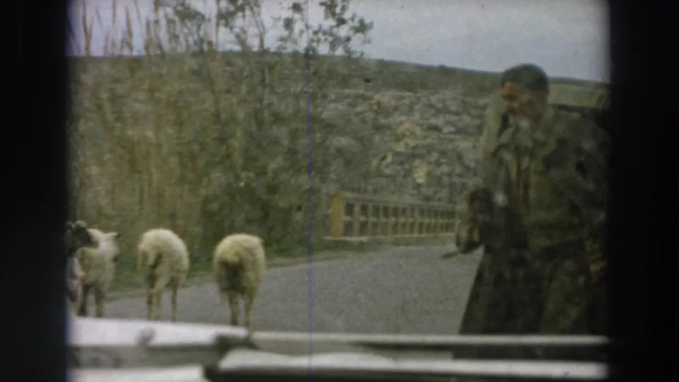 1958 Italy home-movie frame showing a shepherd holding a staff near sheep on a rural road beside low hills and trees.