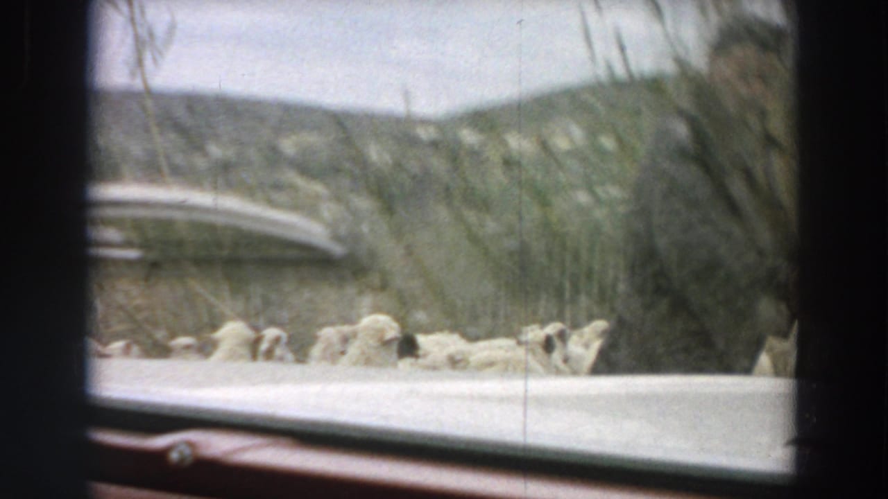 1958 Italy frame showing sheep moving beside a car hood on a rural road with grass, trees, and hills in the background.
