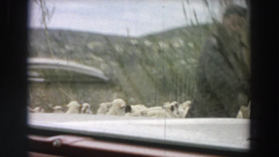 1958 Italy frame showing sheep moving beside a car hood on a rural road with grass, trees, and hills in the background.