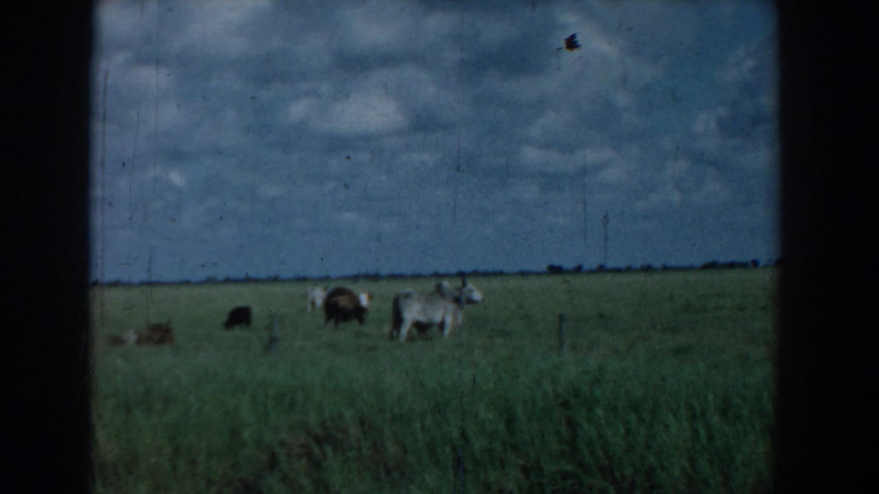 Cattle grazing and resting in a grassy field under a cloudy blue sky.