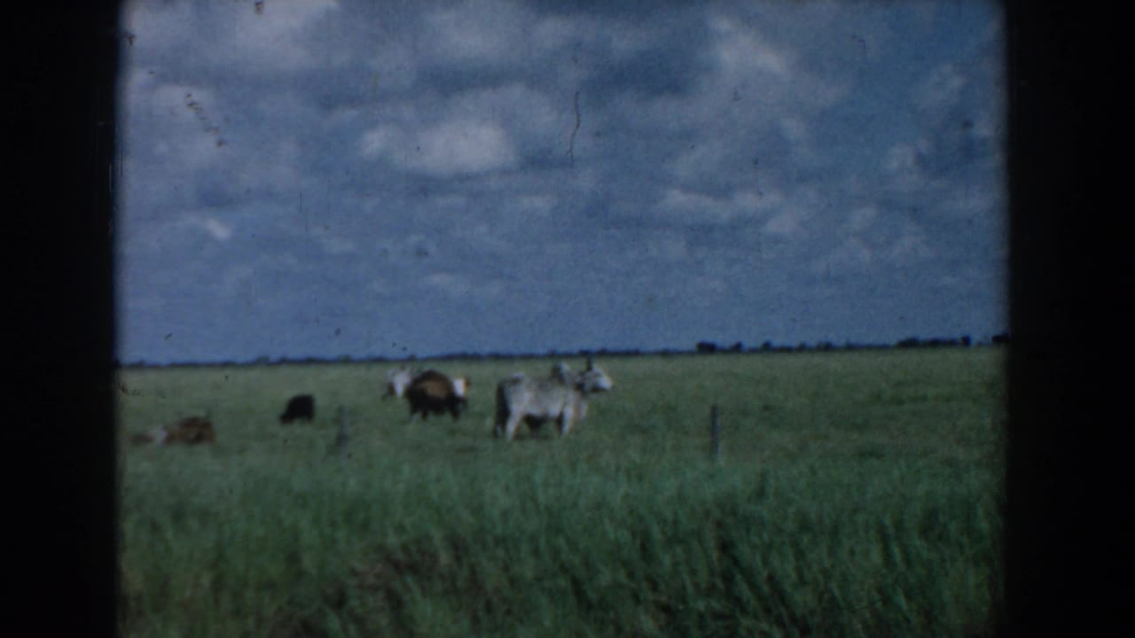 Cattle stand and graze in a South Carolina pasture, filmed on 8mm with soft focus and dark frame edges.