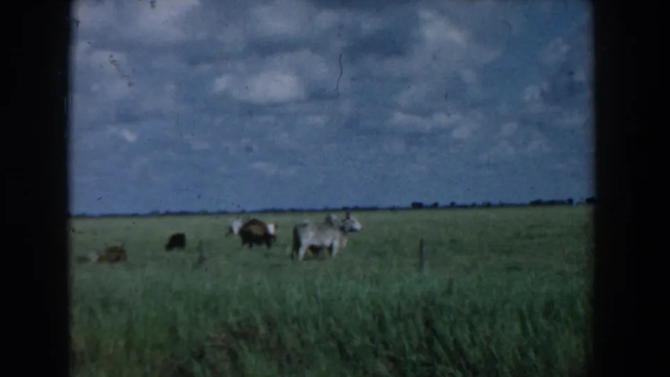 Cattle stand and graze in a South Carolina pasture, filmed on 8mm with soft focus and dark frame edges.