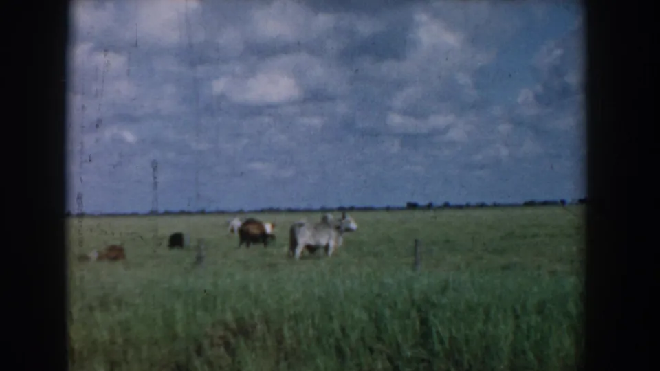 1958 rural pasture view with cattle grazing and resting in tall grass beneath a cloud-filled blue sky.