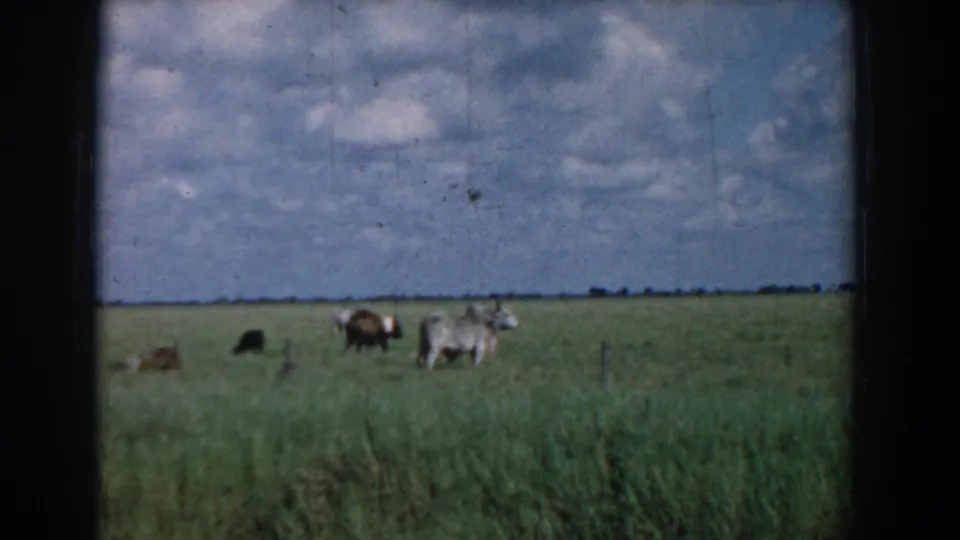 South Carolina home-movie frame of cattle dispersed across an open pasture, with visible grain and soft color.