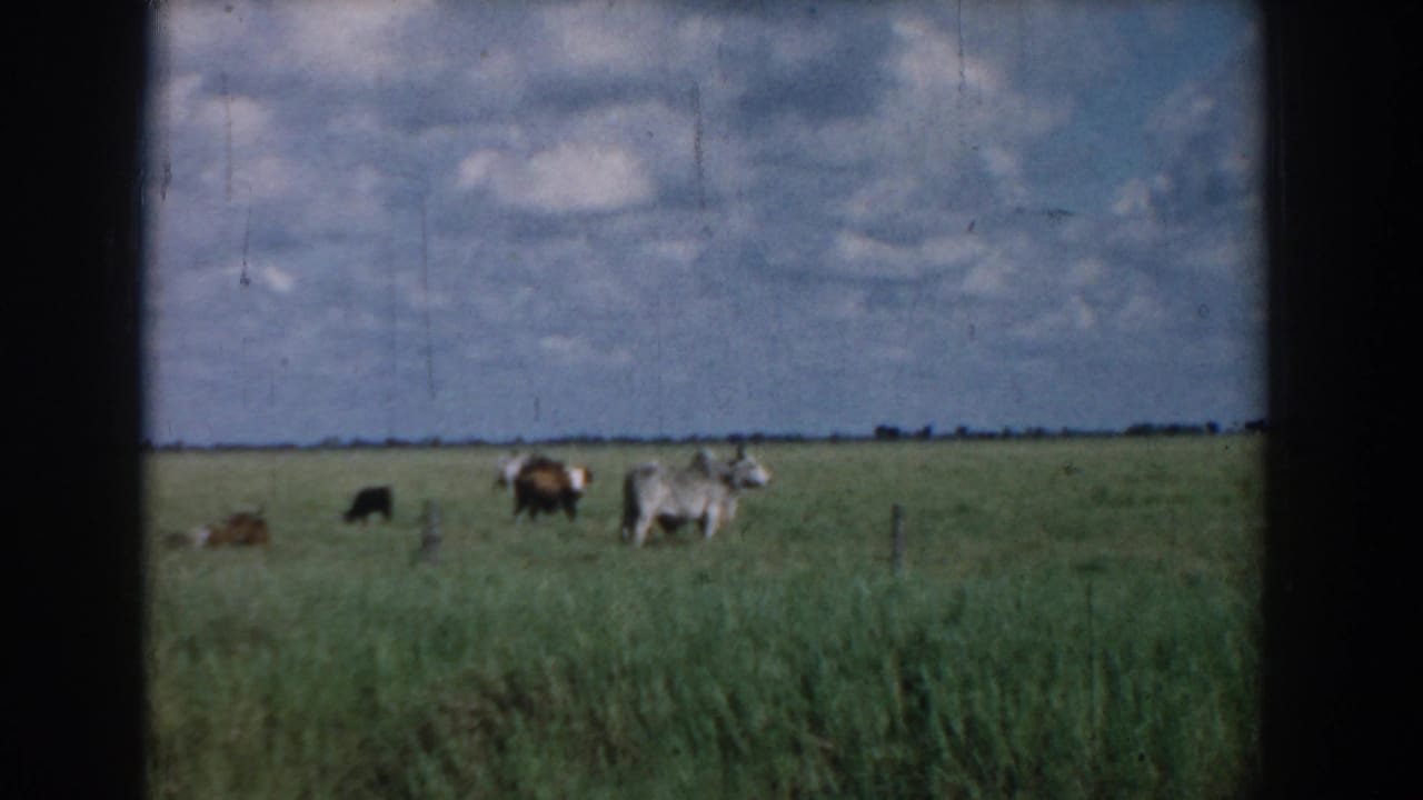 1958 South Carolina 8mm frame showing several cattle spread across a green field under a bright, clouded sky.