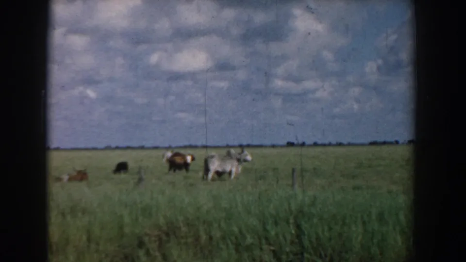 1958 South Carolina home-movie frame with cattle grazing in an open pasture, seen through dark 8mm frame edges.
