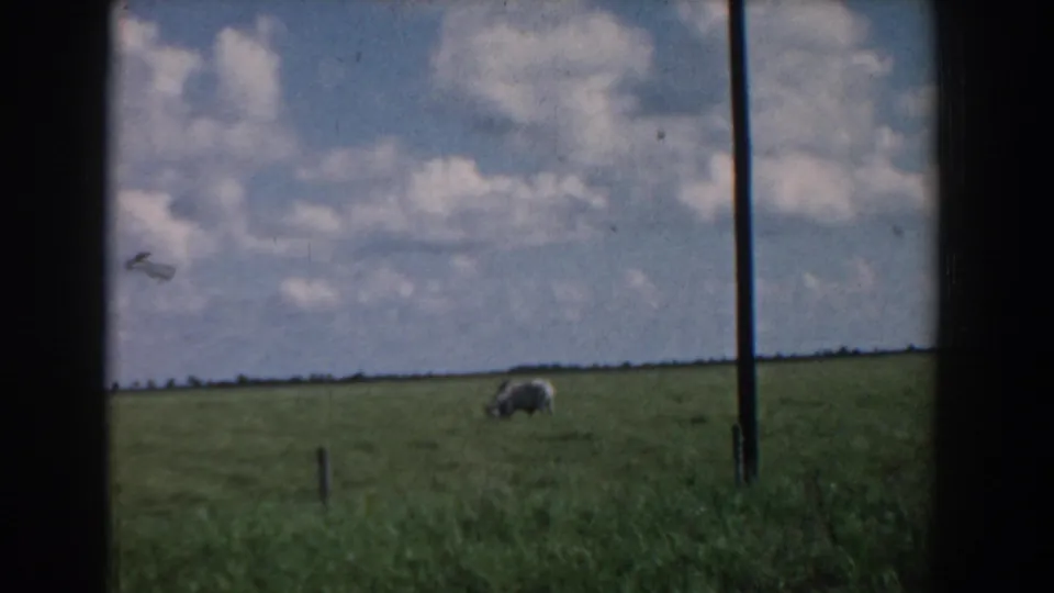 1958 South Carolina frame showing a single grazing cow in a broad green field beneath scattered clouds.