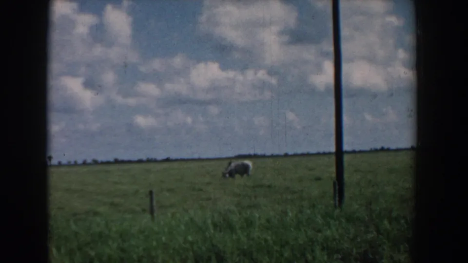1958 South Carolina 8mm frame with one cow grazing near simple fence posts in an open rural pasture.