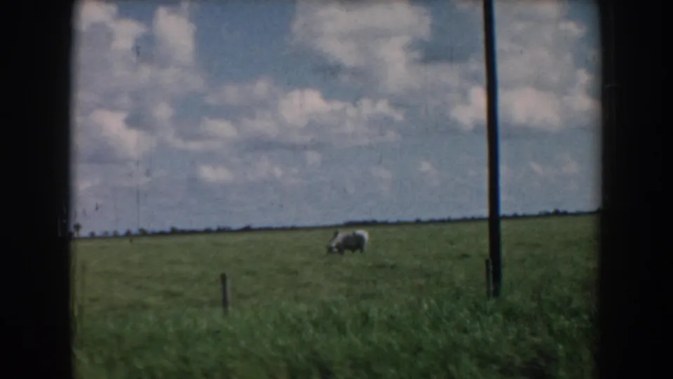 1958 South Carolina 8mm frame showing a lone cow grazing in an open green pasture under a blue sky with white clouds, partially framed by dark vertical edges.