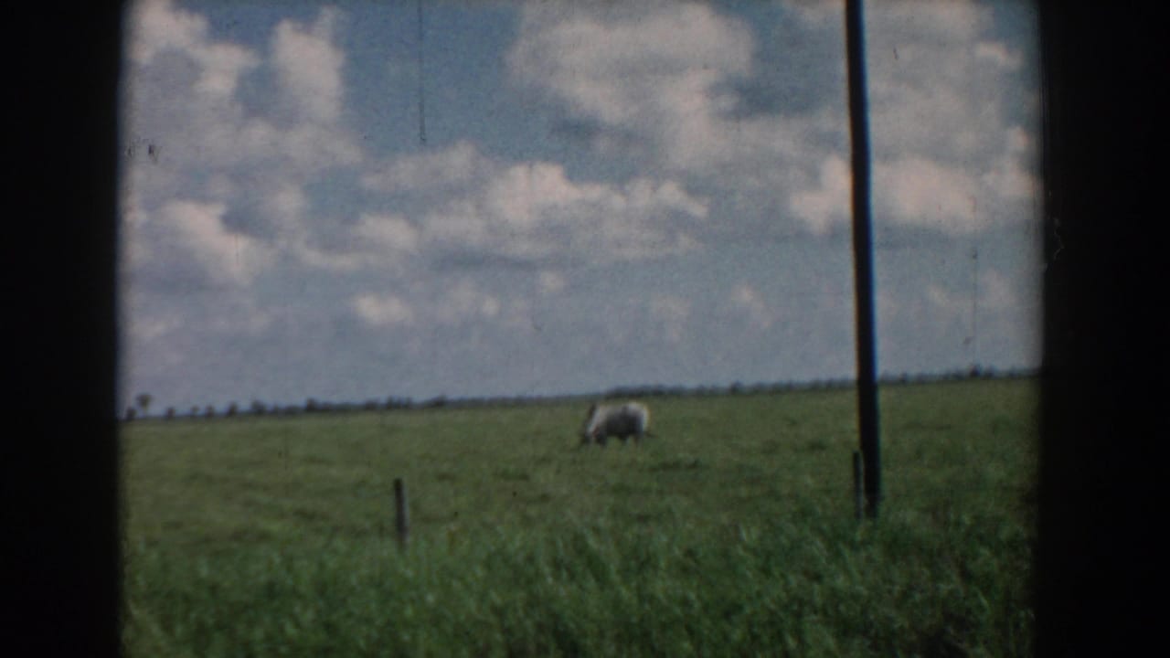 A lone cow stands in a pasture with a pole and fence post under a cloudy sky.