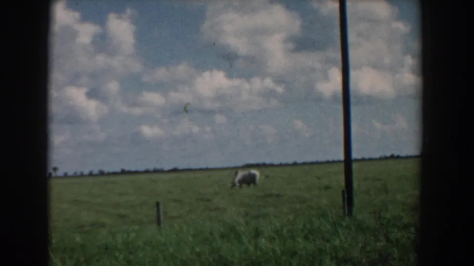 1958 South Carolina 8mm still with a cow grazing in an open pasture, a low rural horizon, a vertical pole, and soft cloud cover overhead.