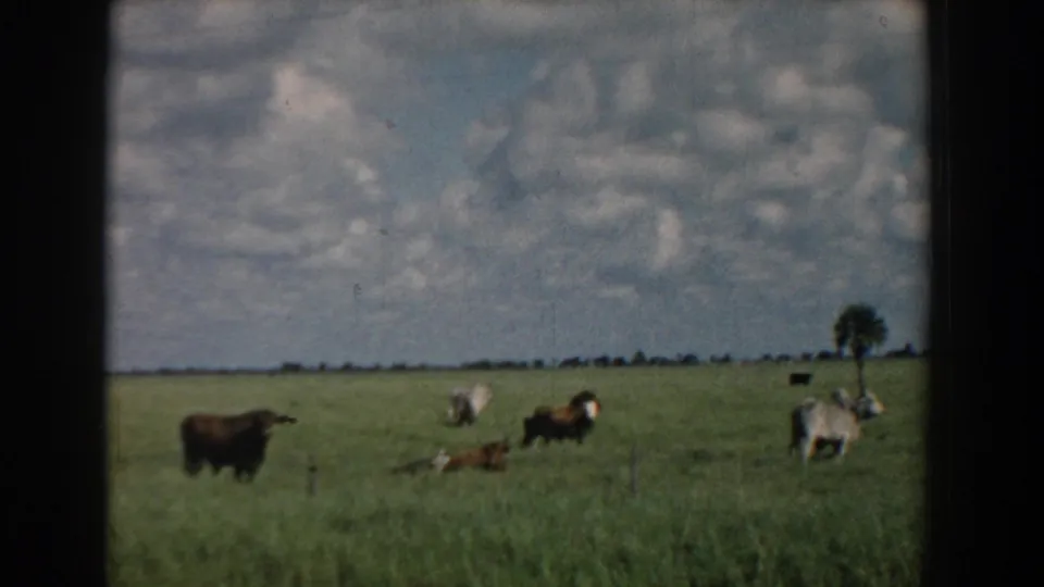 1958 South Carolina home-movie frame showing a small group of cattle spread across a pasture, including brown and white animals, with fence posts and a distant tree visible.