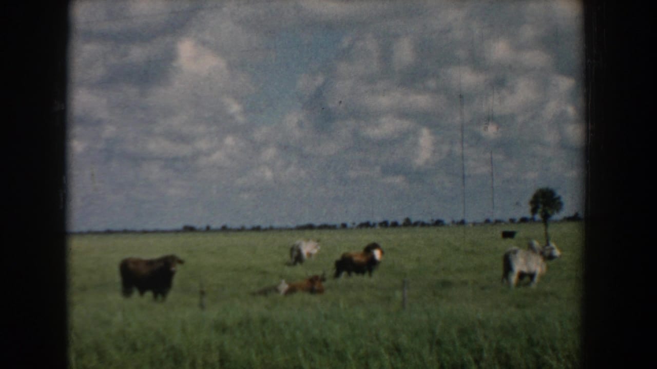 1958 South Carolina 8mm frame showing brown and white cows scattered across a green pasture under a wide cloudy sky.