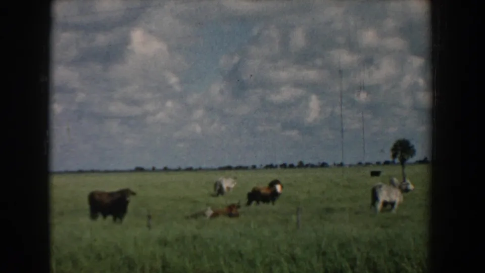 1958 South Carolina 8mm frame showing brown and white cows scattered across a green pasture under a wide cloudy sky.