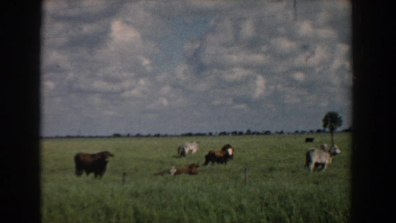 Several cows scattered across a grassy field with a lone tree in the distance.