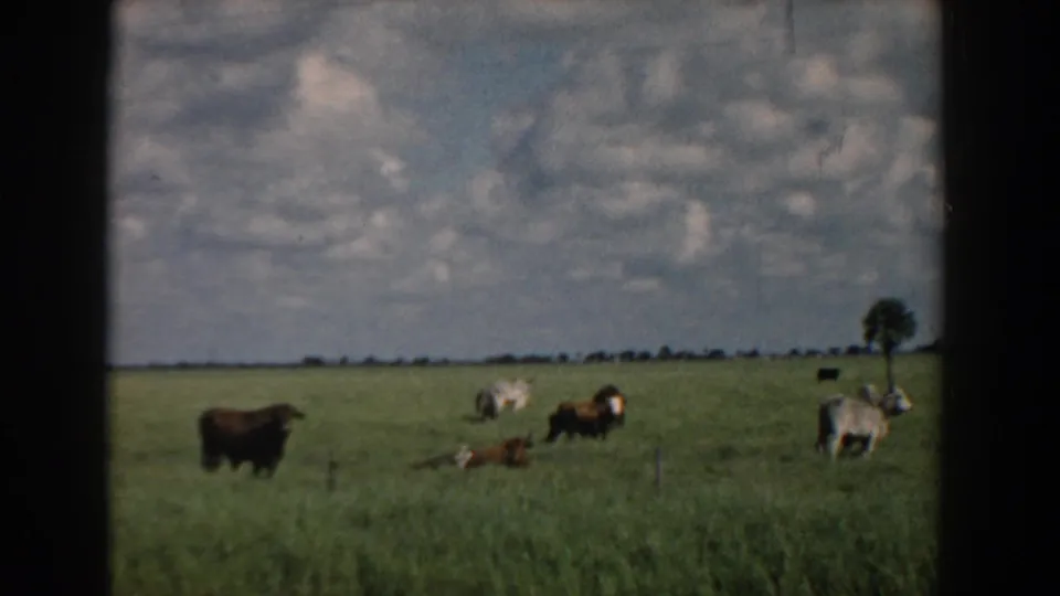 1958 South Carolina home-movie frame with cattle spread across a flat green pasture and a lone distant tree under clouds.