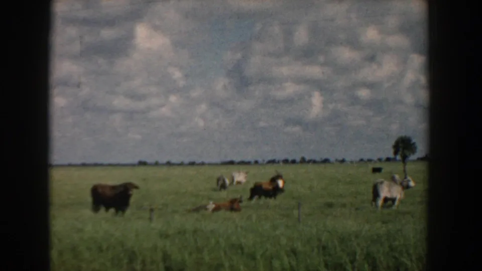 Soft 8mm frame from South Carolina in 1958 showing cows in tall pasture grass beneath a large, mottled cloudy sky.