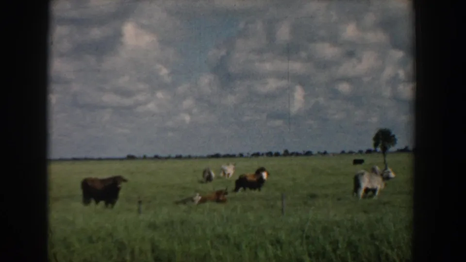 1958 South Carolina 8mm frame showing a quiet pasture scene with cows, green grass, a distant tree, and dark contact-sheet borders.