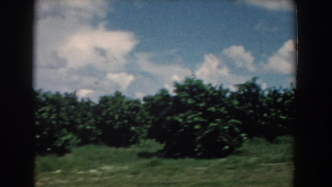 Tree line and grassy field beneath blue sky, seen through dark film-frame edges.