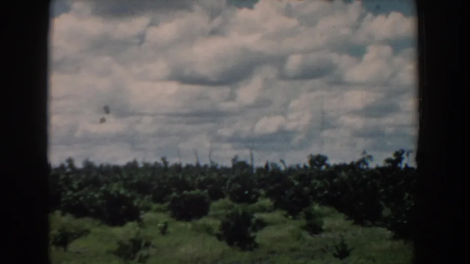 South Carolina 1958 home-movie frame of a low green grove under bright, soft-edged clouds, with visible film grain and dark framing.