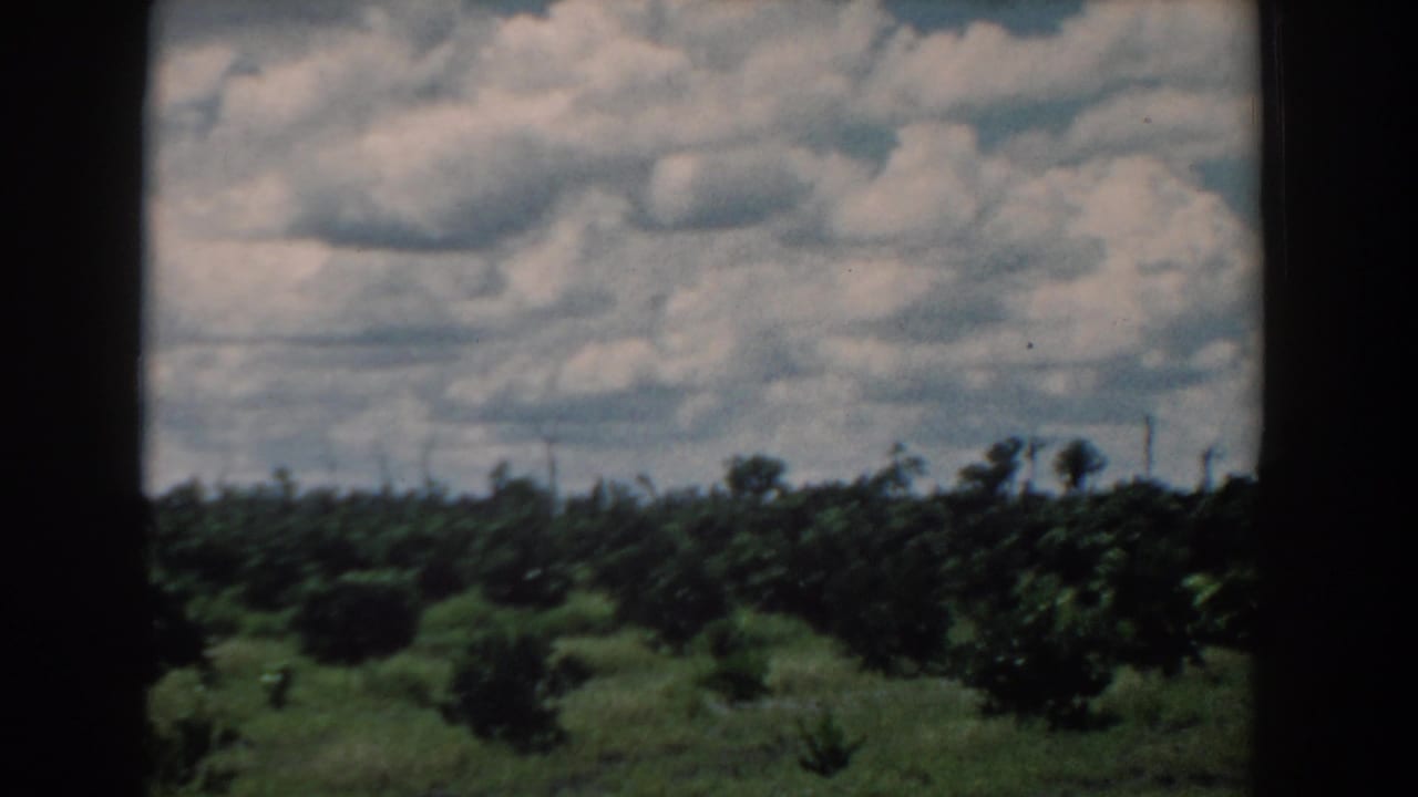 Rows of citrus trees under a cloudy sky, framed by dark 8mm film borders.