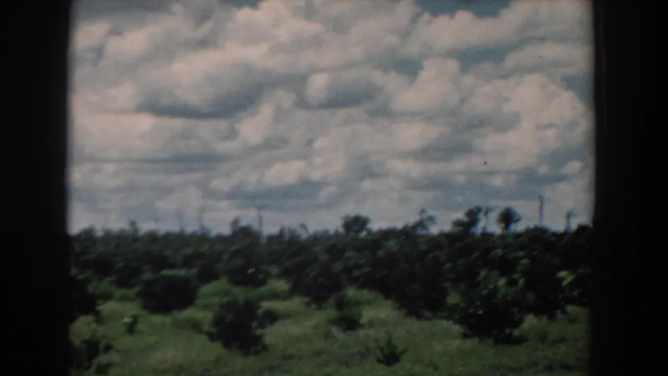 1958 South Carolina 8mm frame showing a citrus grove with grassy rows, low horizon, cloudy sky, and dark film borders.