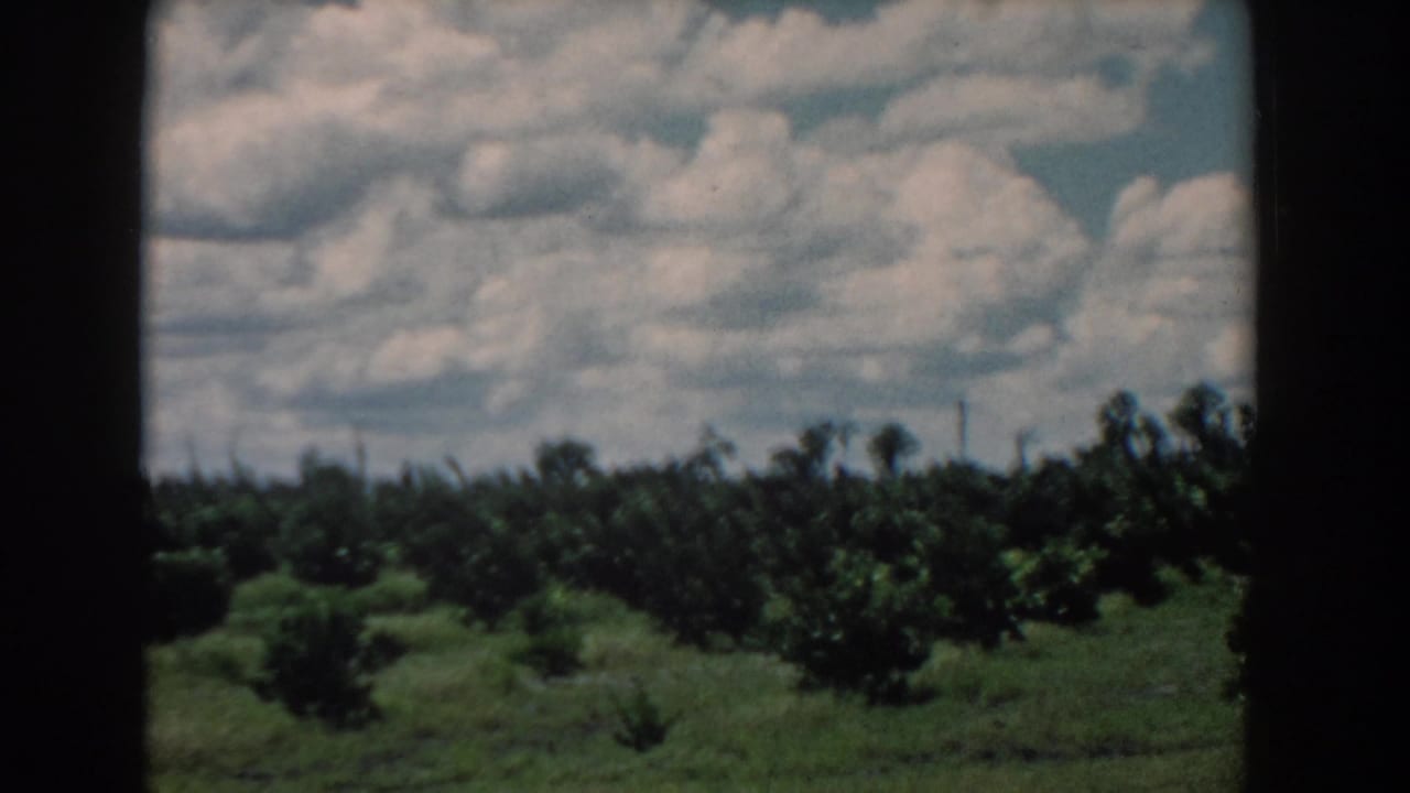 Citrus grove and grassy field beneath large clouds, with dark film borders.