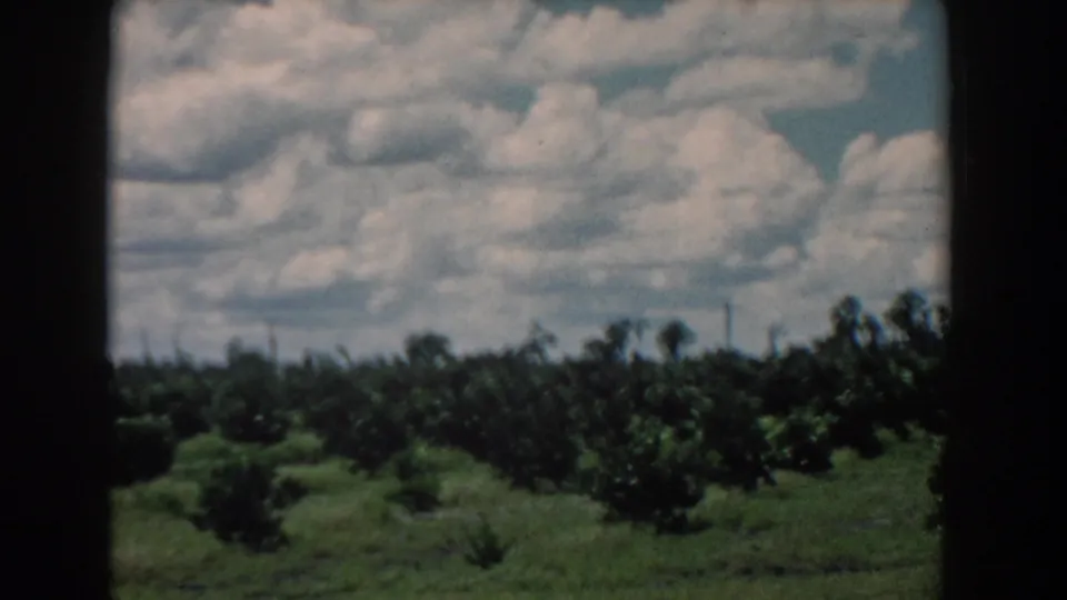 1958 South Carolina home-movie view of planted citrus trees, open grass, cloudy sky, and visible 8mm frame edges.