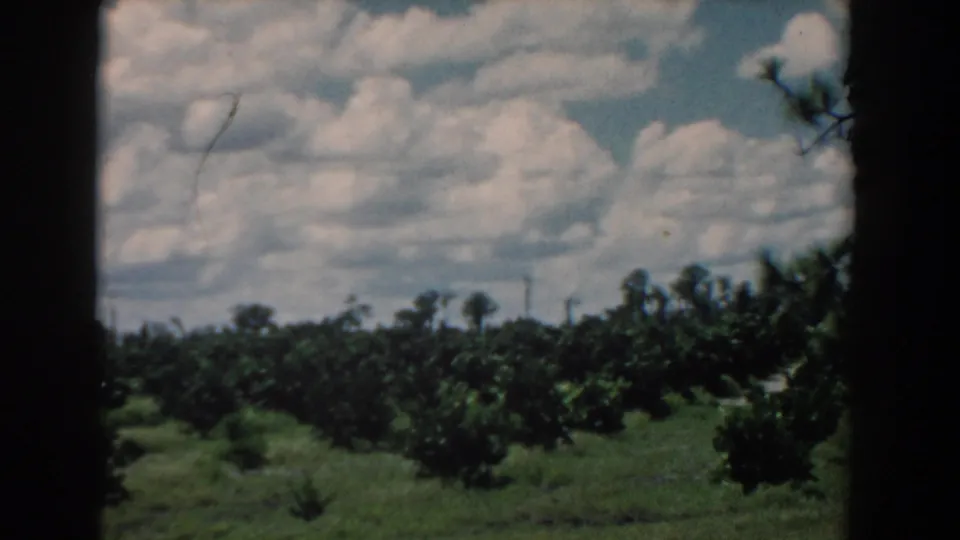 1958 South Carolina 8mm frame with citrus rows, grass, distant posts, large clouds, and a dark central film border.