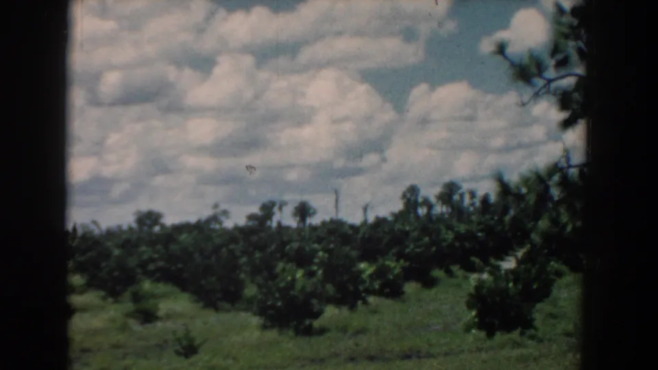 1958 South Carolina frame showing citrus trees, grassy ground, cloud-filled sky, distant posts, and a small branch near the edge.