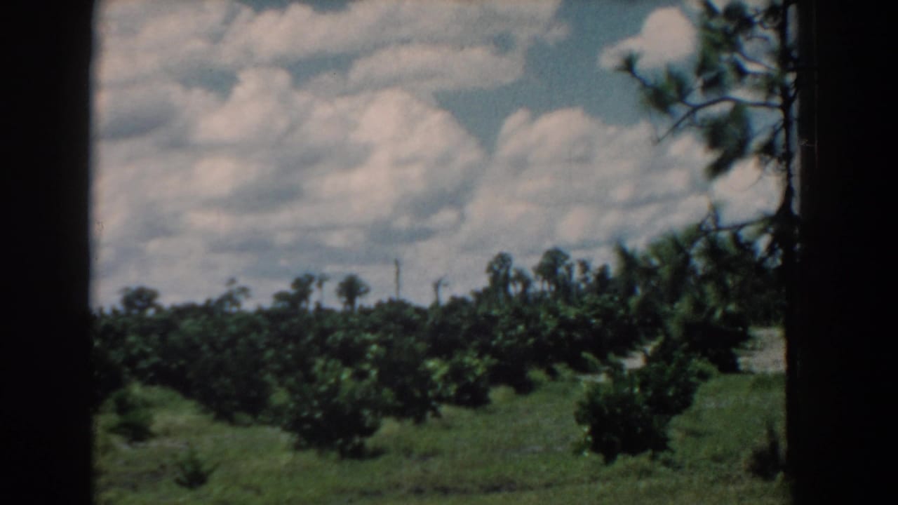 Grassy rural landscape with rows of trees, pine trunks, blue sky, and dark film borders.