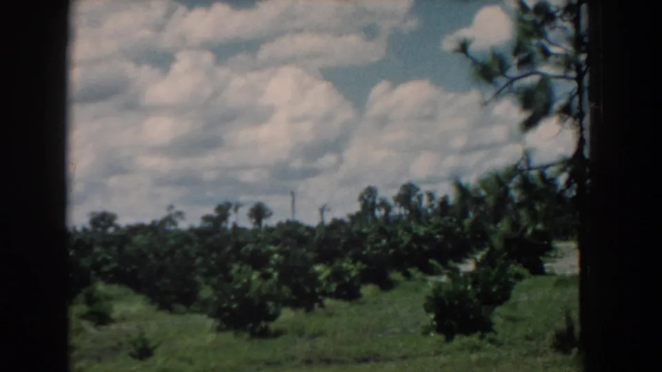 1958 South Carolina 8mm frame showing a rural green landscape with tree rows, pine trunks, clouds, and dark frame edges.