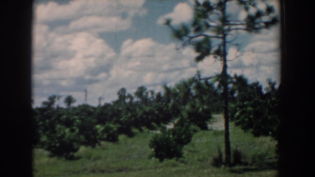 1958 South Carolina countryside view with low trees, pine branches, grass, clouds, and visible 8mm frame borders.