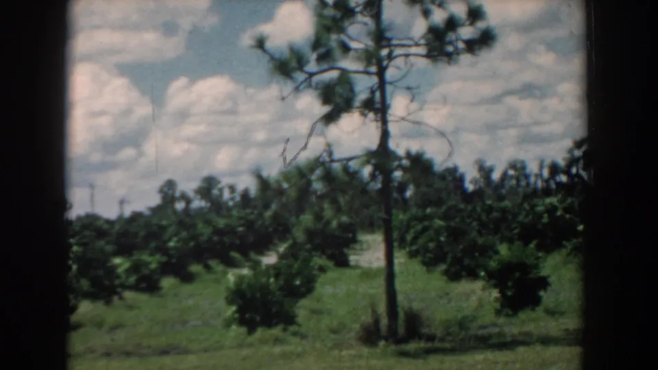 1958 South Carolina 8mm frame with a pine tree, grassy roadside, low tree rows, and a partly cloudy sky.