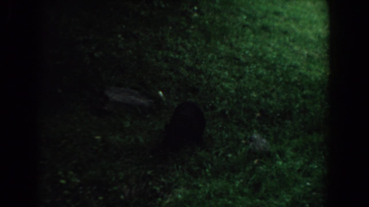 Dark grassy area with a small black bear shape near the lower right.