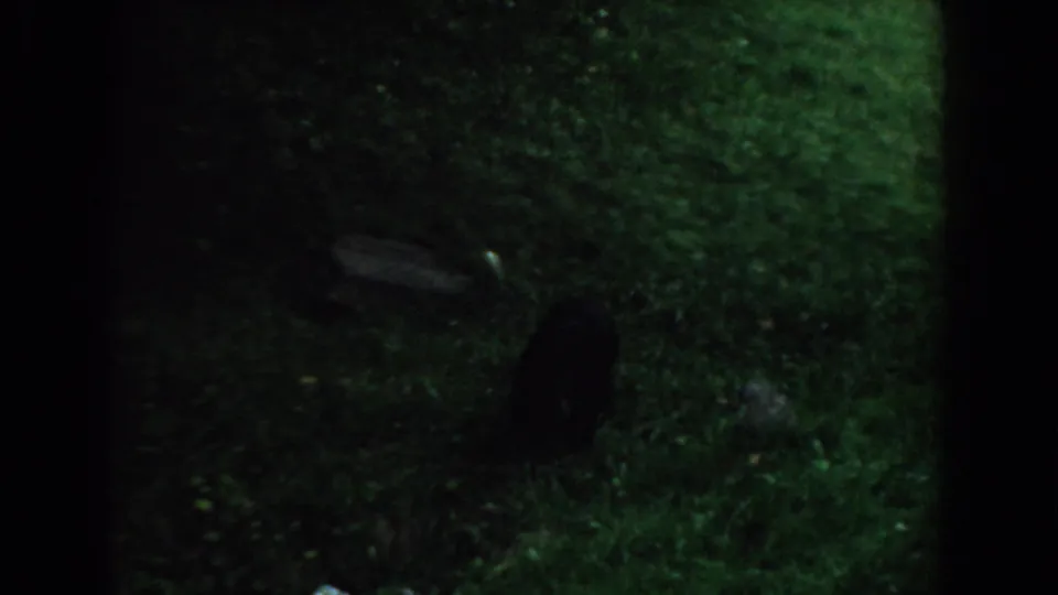 Grainy 8mm view of a black bear silhouette in dim South Carolina grass, with heavy shadow and low exposure.