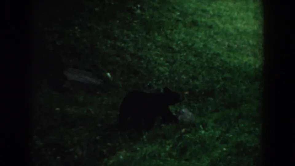 1958 South Carolina 8mm frame showing a black bear walking across dim grass in a dark, grainy scene.