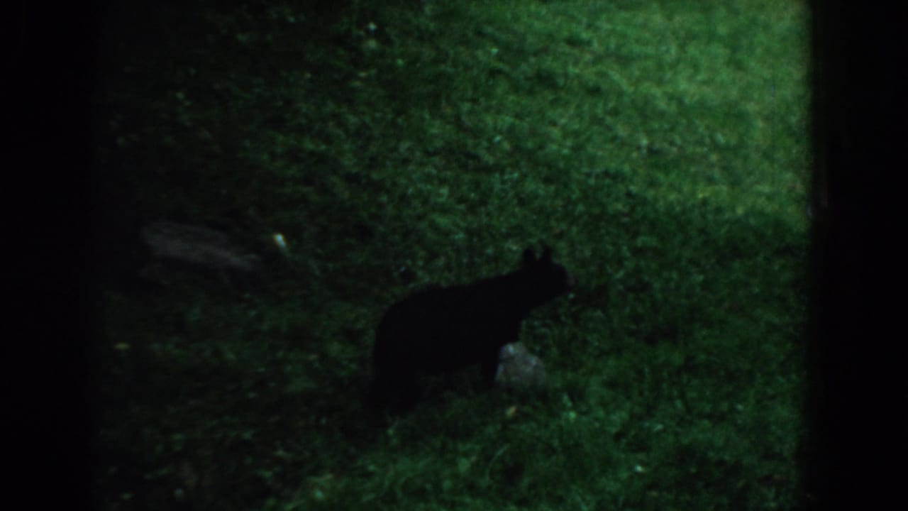 Black bear walking through grass at night with dark film borders.
