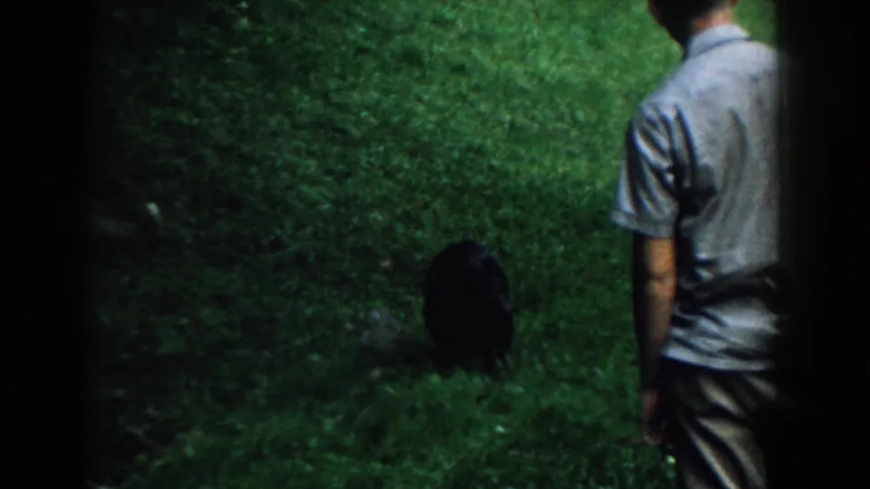 1958 South Carolina 8mm frame showing a bear in the lawn with an adult man seen from behind.