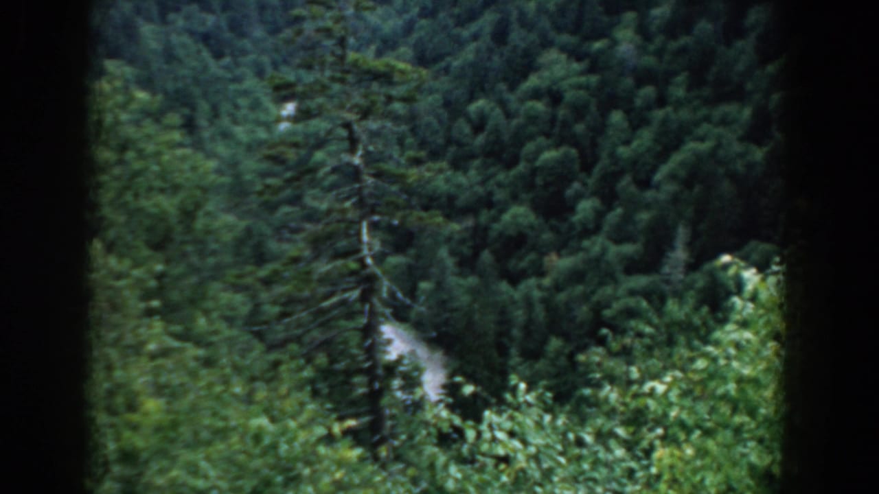 Forested valley with dense green trees and a pale winding path.