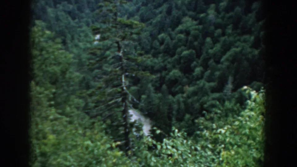 1958 South Carolina 8mm frame showing a lush wooded valley with a narrow pale path cutting through dense trees.