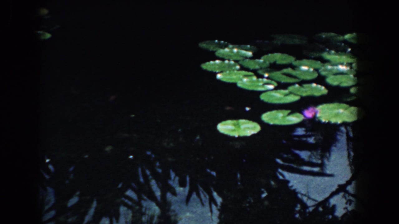 Lily pads and a purple water lily float on dark reflective pond water.