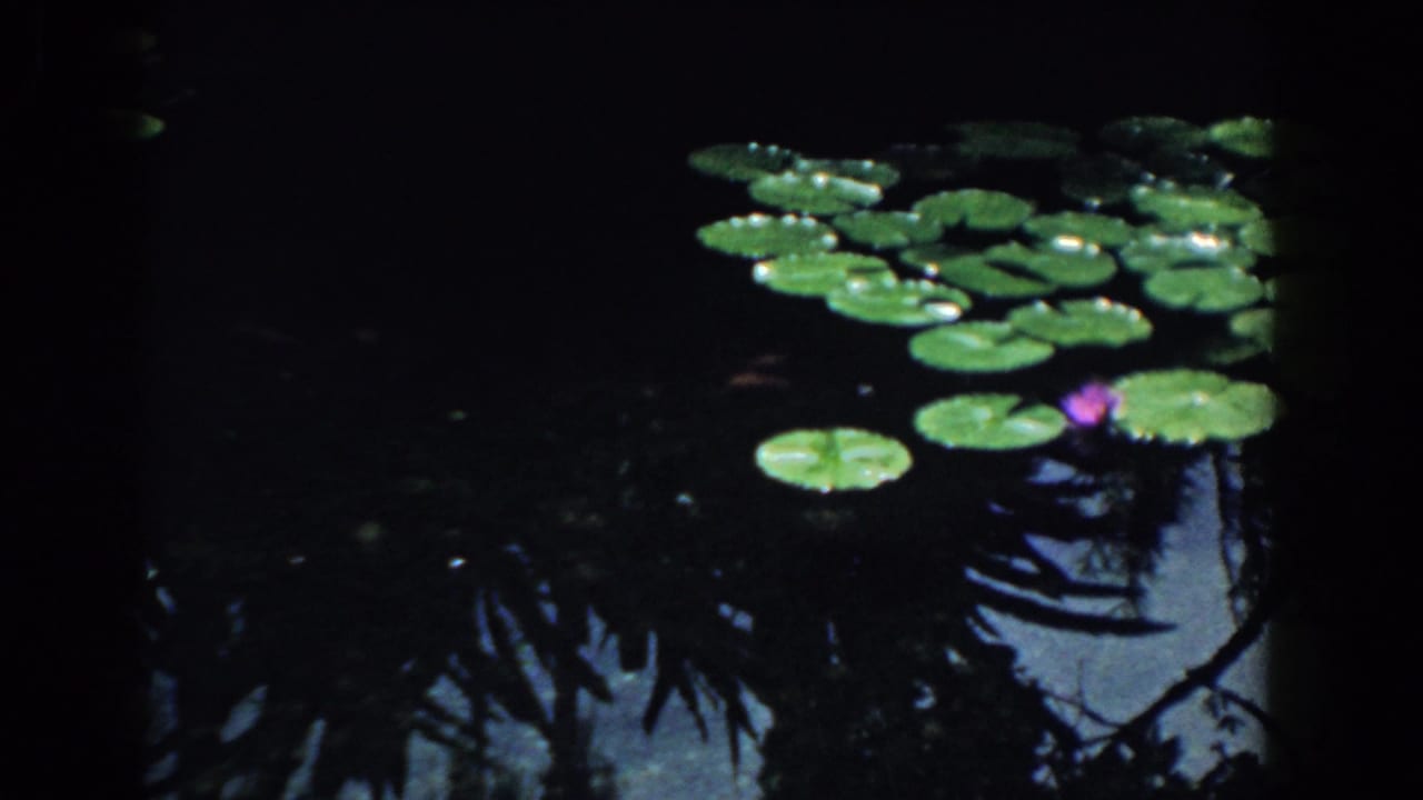 1958 South Carolina home-movie frame with clustered lily pads, one purple bloom, and shadowed reflections on pond water.